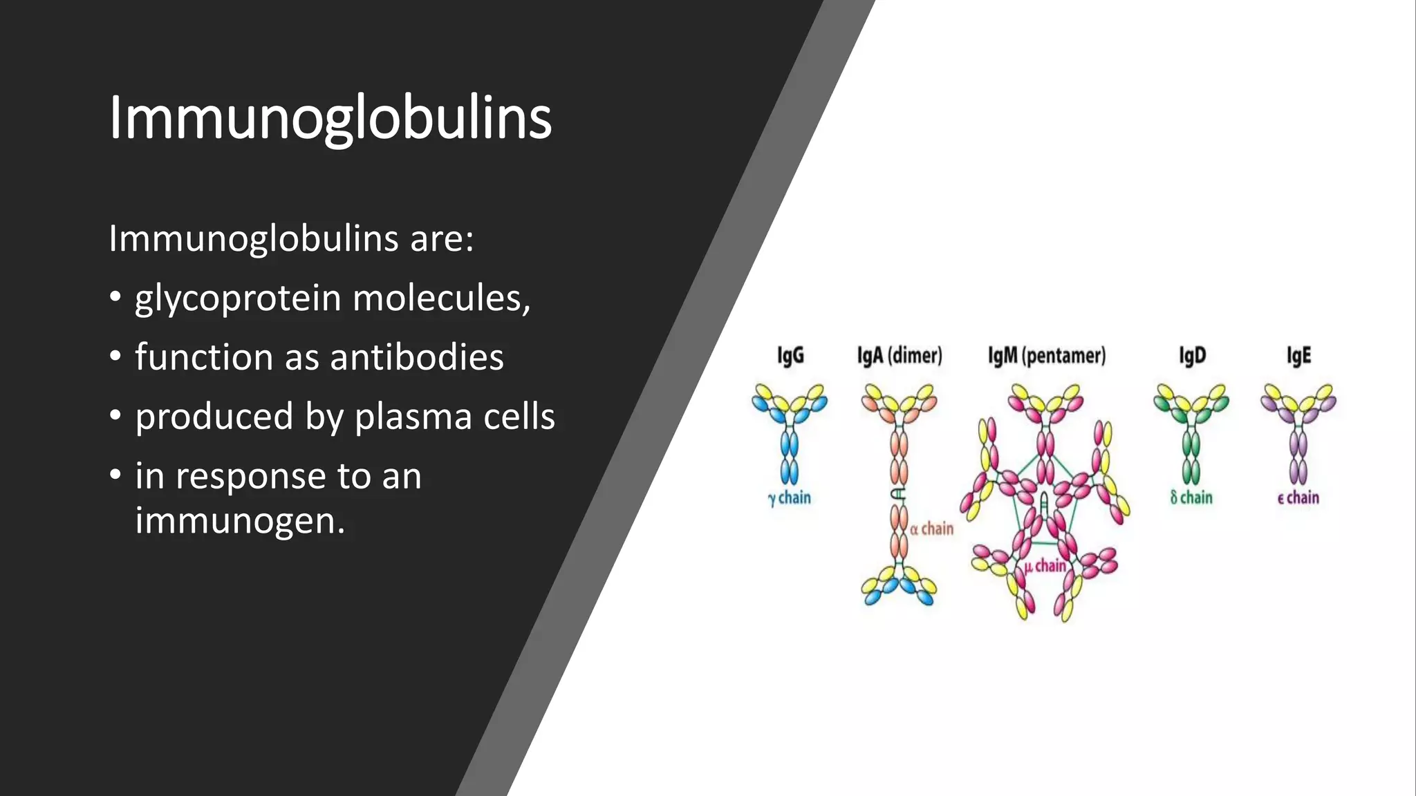 Immunoglobulins- Structure and function | PDF