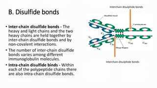 B. Disulfide bonds
• Inter-chain disulfide bonds - The
heavy and light chains and the two
heavy chains are held together by
inter-chain disulfide bonds and by
non-covalent interactions.
• The number of inter-chain disulfide
bonds varies among different
immunoglobulin molecules.
• Intra-chain disulfide binds - Within
each of the polypeptide chains there
are also intra-chain disulfide bonds.
Interchain disulphide bonds
Interchain disulphide bonds
 