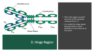 D. Hinge Region
• This is the region at which
the arms of the antibody
molecule form a Y.
• It is called the hinge region
because there is some
flexibility in the molecule at
this point.
 