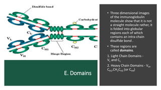 E. Domains
• Three dimensional images
of the immunoglobulin
molecule show that it is not
a straight molecule rather, it
is folded into globular
regions each of which
contains an intra-chain
disulfide bond .
• These regions are
called domains.
1. Light Chain Domains -
VL and CL
2. Heavy Chain Domains - VH,
CH1,CH2CH3 (or CH4)
 