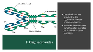 F. Oligosaccharides
• Carbohydrates are
attached to the
CH2 domain in most
immunoglobulins.
• However, in some cases
carbohydrates may also
be attached at other
locations.
 