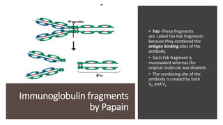 Immunoglobulin fragments
by Papain
• Fab -These fragments
are called the Fab fragments
because they contained the
antigen binding sites of the
antibody.
• Each Fab fragment is
monovalent whereas the
original molecule was divalent.
• The combining site of the
antibody is created by both
VH and VL.
 