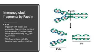 Immunoglobulin
fragments by Papain
• B. Fc
Digestion with papain also
produces a fragment that contains
the remainder of the two heavy
chains each containing a CH2 and
CH3 domain.
• This fragment was called Fc
because it was easily crystallized.
 