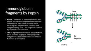 Immunoglobulin
fragments by Pepsin
• F(ab’)2 -Treatment of immunoglobulins with
pepsin results in cleavage of the heavy chain
after the H-H inter-chain disulfide bonds
resulting in a fragment that contains both
antigen binding sites . This fragment is called
F(ab')2because it is divalent.
• The Fc region of the molecule is digested into
small peptides by pepsin. The F(ab')2binds
antigen but it does not mediate the effector
functions of antibodies.
 