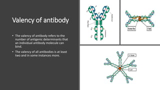 Valency of antibody
• The valency of antibody refers to the
number of antigenic determinants that
an individual antibody molecule can
bind.
• The valency of all antibodies is at least
two and in some instances more.
 