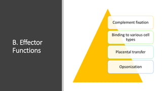 B. Effector
Functions
Complement fixation
Binding to various cell
types
Placental transfer
Opsonization
 