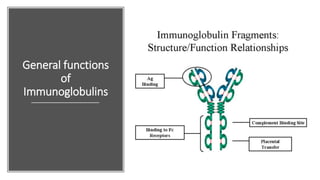 General functions
of
Immunoglobulins
 