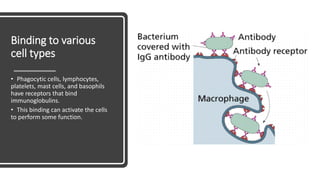 Binding to various
cell types
• Phagocytic cells, lymphocytes,
platelets, mast cells, and basophils
have receptors that bind
immunoglobulins.
• This binding can activate the cells
to perform some function.
 