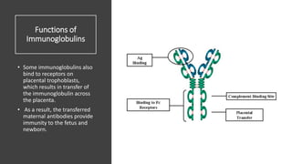 Functions of
Immunoglobulins
• Some immunoglobulins also
bind to receptors on
placental trophoblasts,
which results in transfer of
the immunoglobulin across
the placenta.
• As a result, the transferred
maternal antibodies provide
immunity to the fetus and
newborn.
 
