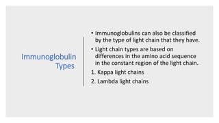 Immunoglobulin
Types
• Immunoglobulins can also be classified
by the type of light chain that they have.
• Light chain types are based on
differences in the amino acid sequence
in the constant region of the light chain.
1. Kappa light chains
2. Lambda light chains
 