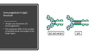 Immunoglobulin G (IgG)-
Structure
• All IgG's are monomers (7S
immunoglobulin).
• The subclasses differ in the number
of disulfide bonds and length of the
hinge region.
 