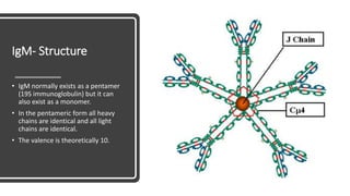 IgM- Structure
• IgM normally exists as a pentamer
(19S immunoglobulin) but it can
also exist as a monomer.
• In the pentameric form all heavy
chains are identical and all light
chains are identical.
• The valence is theoretically 10.
 