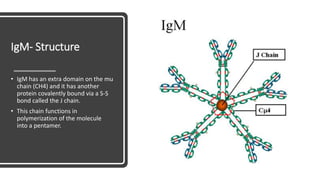 IgM- Structure
• IgM has an extra domain on the mu
chain (CH4) and it has another
protein covalently bound via a S-S
bond called the J chain.
• This chain functions in
polymerization of the molecule
into a pentamer.
 