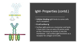 IgM- Properties (contd.)
• Cellular binding-IgM binds to some cells
via Fc receptors.
• B cell surface Ig
• Surface IgM exists as a monomer and lacks
J chain but it has an extra 20 amino acids
at the C-terminus to anchor it into the
membrane . Cell surface IgM functions as a
receptor for antigen on B cells.
 