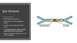 Ig A- Structure
• Serum IgA is a monomer,
• IgA found in secretions(sIgA)is a
dimer.
• J chain is associated with dimeric
form.
• A secretory piece or T piece is also
associated with secretory Ig A.
• sIgA is sometimes referred to as 11S
immunoglobulin
 