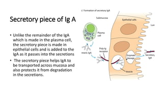 Secretory piece of Ig A
• Unlike the remainder of the IgA
which is made in the plasma cell,
the secretory piece is made in
epithelial cells and is added to the
IgA as it passes into the secretions
• The secretory piece helps IgA to
be transported across mucosa and
also protects it from degradation
in the secretions.
 