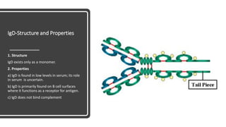 IgD-Structure and Properties
1. Structure
IgD exists only as a monomer.
2. Properties
a) IgD is found in low levels in serum; its role
in serum is uncertain.
b) IgD is primarily found on B cell surfaces
where it functions as a receptor for antigen.
c) IgD does not bind complement
 