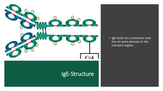 IgE-Structure
• IgE exists as a monomer and
has an extra domain in the
constant region.
 
