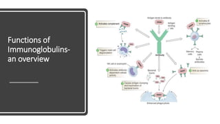 Functions of
Immunoglobulins-
an overview
 