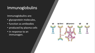 Immunoglobulins
Immunoglobulins are:
• glycoprotein molecules,
• function as antibodies
• produced by plasma cells
• in response to an
immunogen.
 