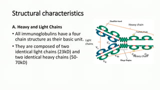 Structural characteristics
A. Heavy and Light Chains
• All immunoglobulins have a four
chain structure as their basic unit.
• They are composed of two
identical light chains (23kD) and
two identical heavy chains (50-
70kD)
Light
chains
Heavy chain
Heavy chain
 