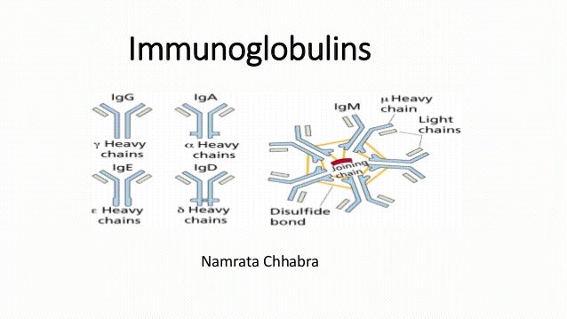 Immunoglobulins Structure And Function