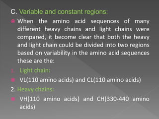 C. Variable and constant regions:
 When the amino acid sequences of many
different heavy chains and light chains were
compared, it become clear that both the heavy
and light chain could be divided into two regions
based on variability in the amino acid sequences
these are the:
1. Light chain:
 VL(110 amino acids) and CL(110 amino acids)
2. Heavy chains:
 VH(110 amino acids) and CH(330-440 amino
acids)
 