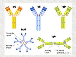 Immunoglobulins