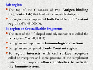 Fab region
The top of the Y consists of two Antigen-binding
fragments (Fab) that bind with compatibleAntigens.
Fab regions are composed of bothVariable and Constant
region (MW 45,000 D).
Fc region or Crystallizable Fragments
The stem of the “Y” shaped antibody monomer is called the
Fc region (MW 50,000 D).
Fc regions are important in Immunological reactions.
Fc regions are composed of only Constant region.
Fc region interacts with cell surface receptors
called Fc receptors and some proteins of the complement
system. This property allows antibodies to activate
the immune system.
 