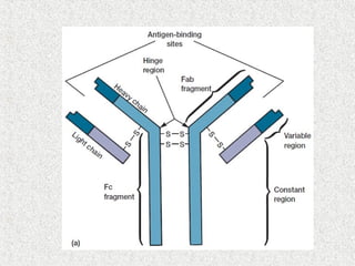 Immunoglobulins