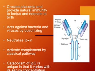 • Crosses placenta and
provide natural immunity
to foetus and neonate at
birth
• Acts against bacteria and
viruses by opsonizing
• Neutralize toxin
• Activate complement by
classical pathway
• Catabolism of IgG is
unique in that it varies with
 