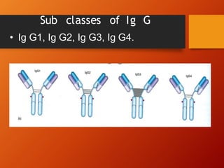 Sub classes of Ig G
• Ig G1, Ig G2, Ig G3, Ig G4.
 
