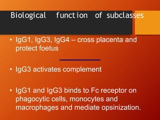 Biological funct ion of subclasses
• IgG1, IgG3, IgG4 – cross placenta and
protect foetus
• IgG3 activates complement
• IgG1 and IgG3 binds to Fc receptor on
phagocytic cells, monocytes and
macrophages and mediate opsinization.
 