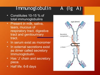 Immunoglobulin A (Ig A)
• Constitutes 10-15 % of
total immunoglobulins
• Present in milk, saliva,
tears, mucous of
respiratory tract, digestive
tract and genitourinary
tract.
In serum exist as monomer
•
• In external secretions exist
as dimer called secretory
Immunoglobulin.
• Has ‘J’ chain and secretory
piece.
• Half life: 6-8 days
 