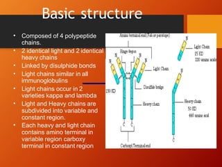 Basic structure
• Composed of 4 polypeptide
chains.
• 2 identical light and 2 identical
heavy chains
Linked by disulphide bonds
•
• Light chains similar in all
immunoglobulins
• Light chains occur in 2
varieties kappa and lambda
• Light and Heavy chains are
subdivided into variable and
constant region.
• Each heavy and light chain
contains amino terminal in
variable region carboxy
terminal in constant region
 