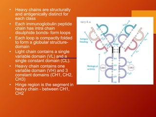 • Heavy chains are structurally
and antigenically distinct for
each class
• Each immunoglobulin peptide
chain has intra chain
disulphide bonds- form loops
• Each loop is compactly folded
to form a globular structure-
domain
• Light chain contains a single
variable domain (VL) and a
single constant domain (CL).
• Heavy chain contains one
variable domain (VH) and 3
constant domains (CH1, CH2,
CH3)
• Hinge region is the segment in
heavy chain - between CH1,
CH2
 