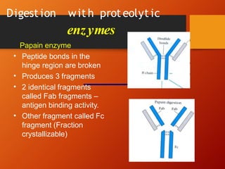 Digest ion wit h prot eolyt ic
enzymes
Papain enzyme
• Peptide bonds in the
hinge region are broken
Produces 3 fragments
•
• 2 identical fragments
called Fab fragments –
antigen binding activity.
• Other fragment called Fc
fragment (Fraction
crystallizable)
 