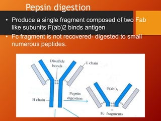Pepsin digestion
• Produce a single fragment composed of two Fab
like subunits F(ab)2 binds antigen
• Fc fragment is not recovered- digested to small
numerous peptides.
 