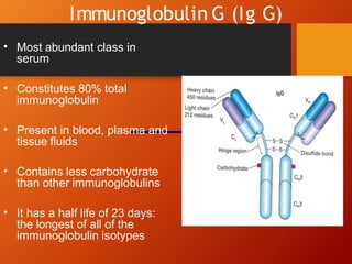 Immunoglobulin G (Ig G)
• Most abundant class in
serum
• Constitutes 80% total
immunoglobulin
• Present in blood, plasma and
tissue fluids
• Contains less carbohydrate
than other immunoglobulins
• It has a half life of 23 days:
the longest of all of the
immunoglobulin isotypes
 