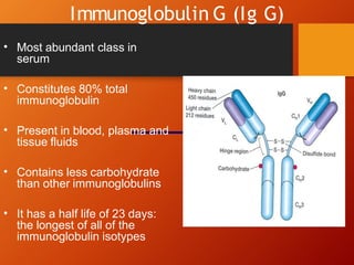 immunoglobulins.pptx