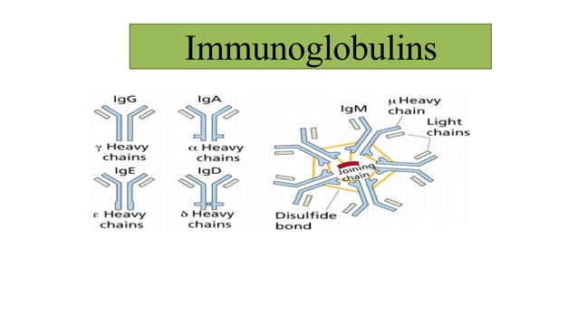 Immunoglobulins Pdf Course Microbiology Immunology Ppt