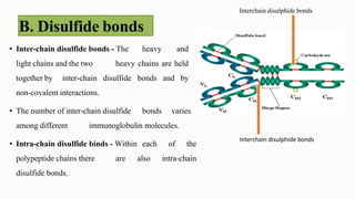 Disulfide Bond Example Immunoglobulins.pdf course microbiology &Immunology | PDF