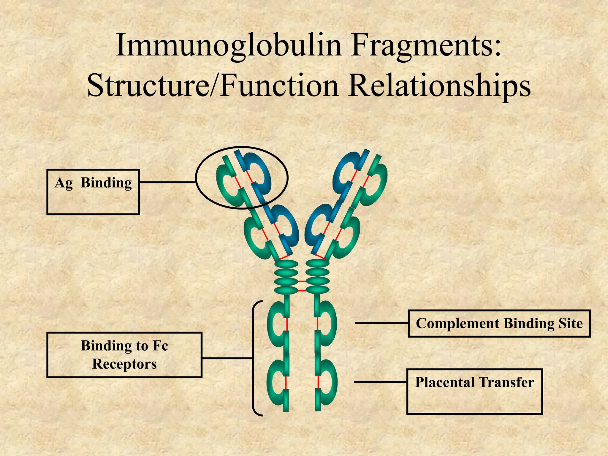 immunoglobulins: Structure and Function.ppt
