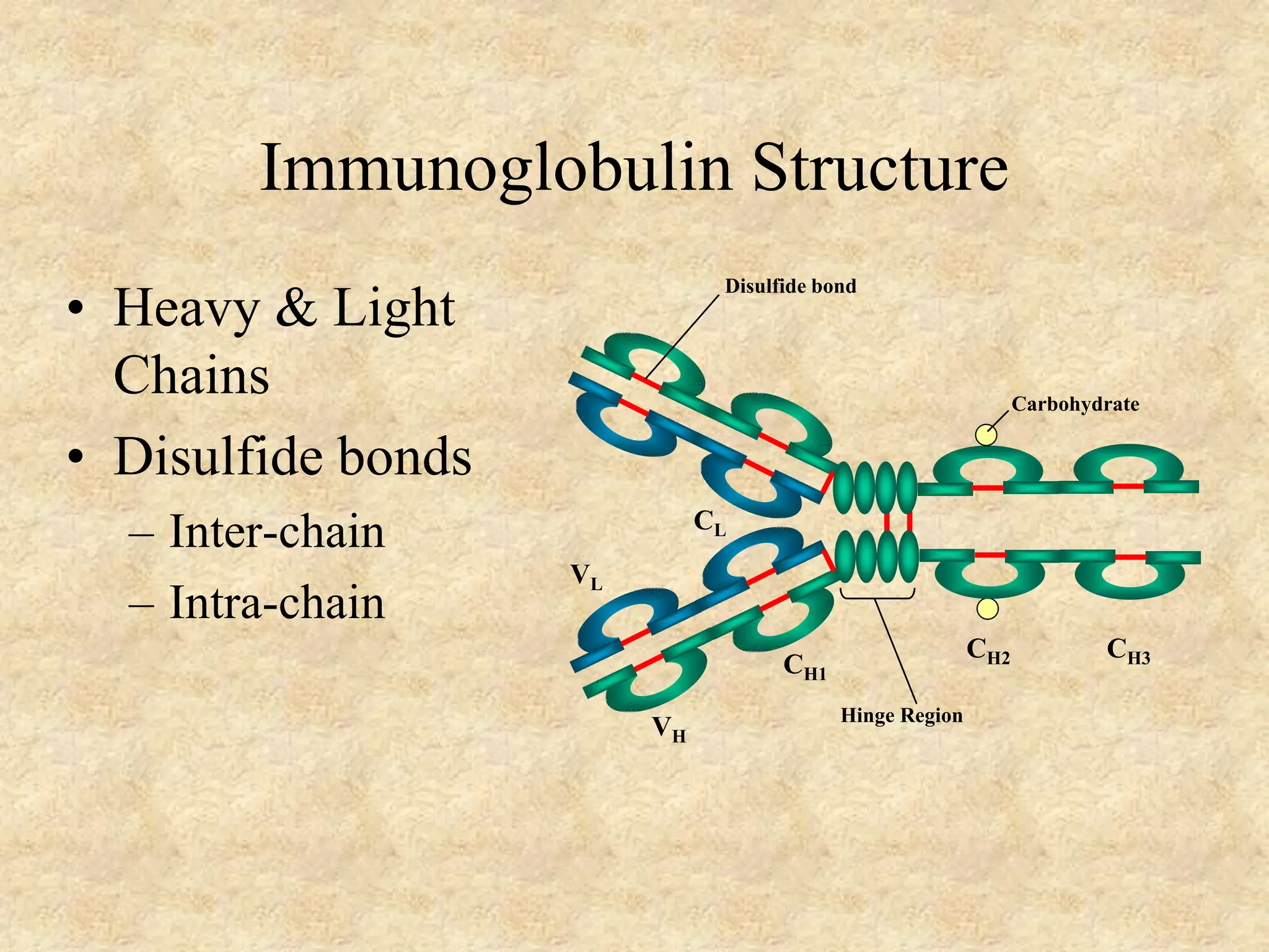 immunoglobulins: Structure and Function.ppt