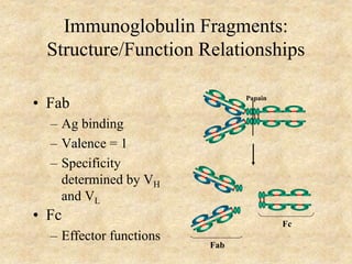 Immunoglobulin Fragments:
Structure/Function Relationships
• Fab
– Ag binding
– Valence = 1
– Specificity
determined by VH
and VL
Papain
Fc
Fab
• Fc
– Effector functions
 