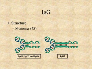 IgG
• Structure
– Monomer (7S)
IgG1, IgG2 and IgG4 IgG3
 