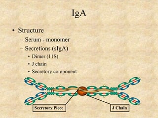 IgA
• Structure
– Serum - monomer
– Secretions (sIgA)
• Dimer (11S)
• J chain
• Secretory component
J Chain
Secretory Piece
 