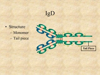 IgD
• Structure
– Monomer
– Tail piece
Tail Piece
 