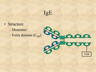IgE
• Structure
– Monomer
– Extra domain (CH4)
Cε4
 