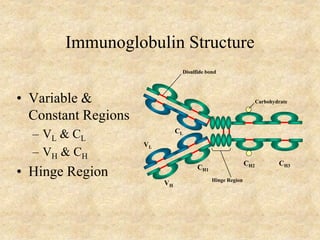 Immunoglobulin Structure
• Variable &
Constant Regions
– VL & CL
– VH & CH
• Hinge Region CH1
VL
CL
VH
CH2 CH3
Hinge Region
Carbohydrate
Disulfide bond
 